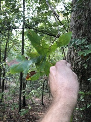 Quercus austrina