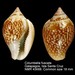 Caracol Paloma del Pacífico - Photo (c) WoRMS Editorial Board, algunos derechos reservados (CC BY-NC-SA)