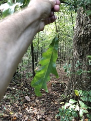 Quercus austrina