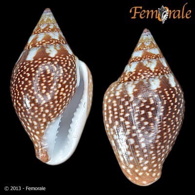 Columbella fuscata
