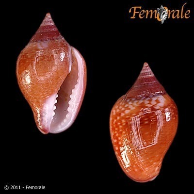 Columbella fuscata