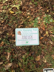 Quercus austrina