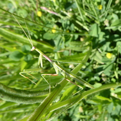 Miomantis caffra