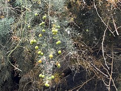 Asparagus umbellatus subsp. lowei image