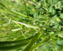 Miomantis caffra