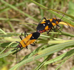 Oncopeltus famelicus