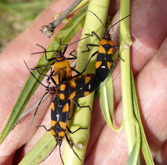 Oncopeltus famelicus