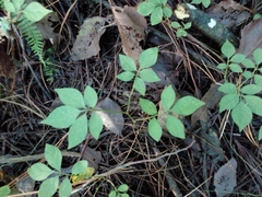 Solanum appendiculatum