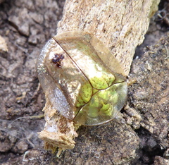 Aspidimorpha quadriremis
