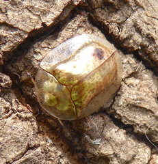 Aspidimorpha quadriremis