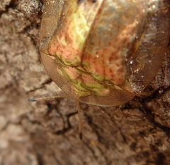 Aspidimorpha quadriremis