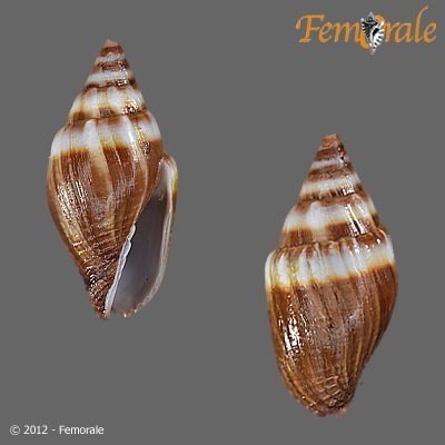 Strigatella tristis