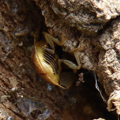 Aspidimorpha quadriremis