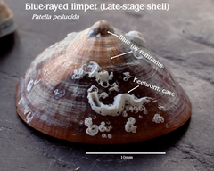 Patella pellucida