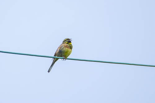 Escribano soteño (Emberiza cirlus)