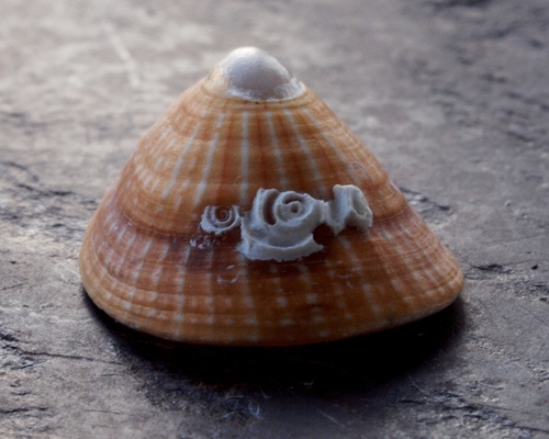 Blue-rayed Limpet