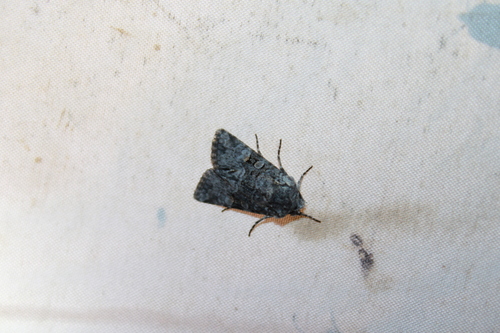 Snaky Arches Moth photo 2