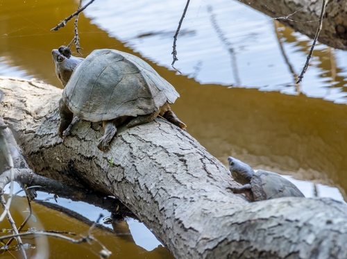 Razor-backed Musk Turtle