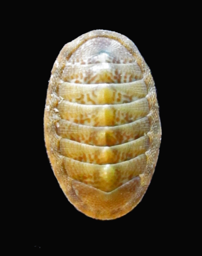 Ischnochiton muscarius