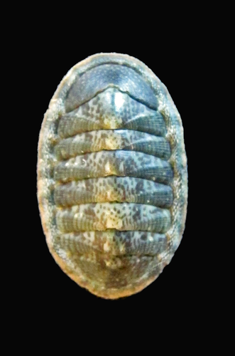 Ischnochiton muscarius