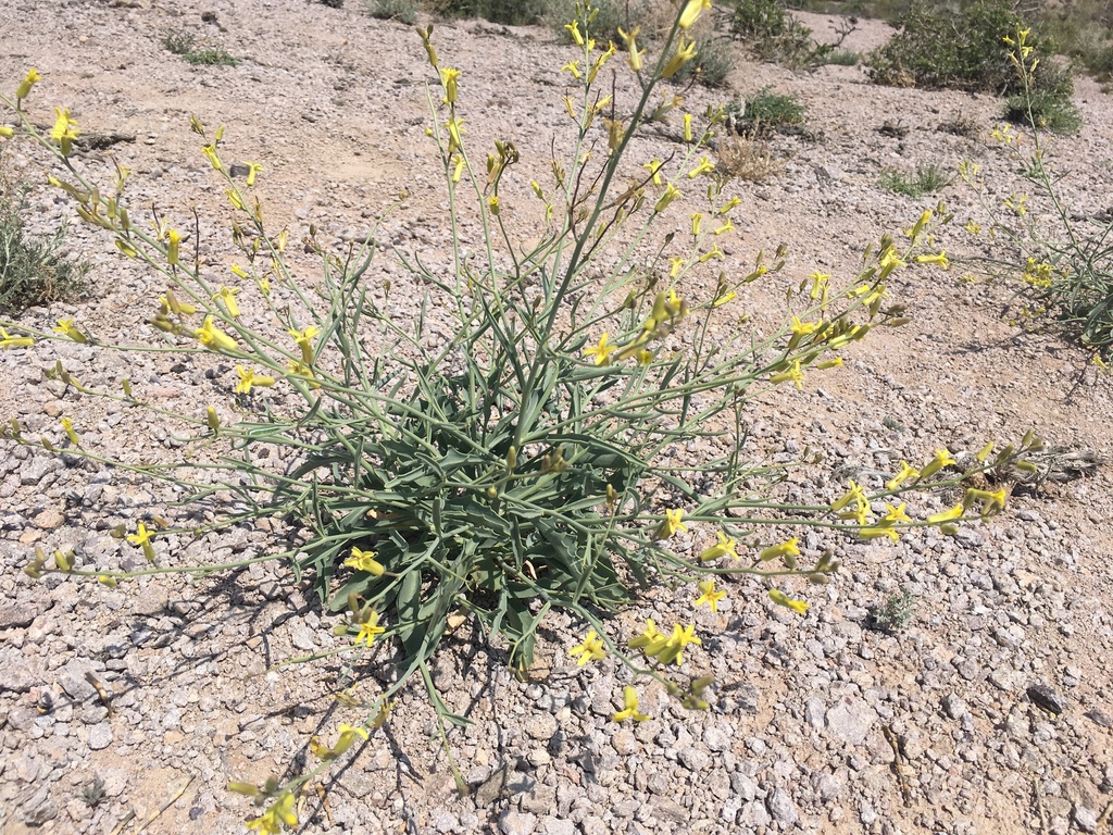 Sisymbrium subspinescens