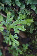 Selaginellaceae