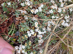 Pimelea prostrata seismica