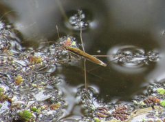 Limnoporus notabilis