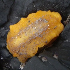 Doriopsis granulosa
