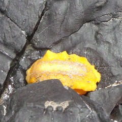 Doriopsis granulosa