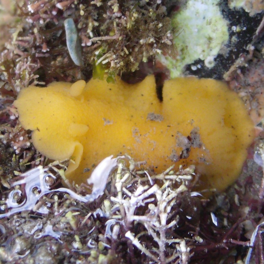 Glandular Dorid
