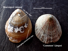 Patella pellucida