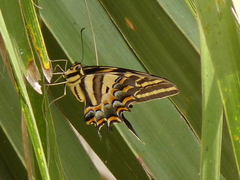 Papilio pilumnus