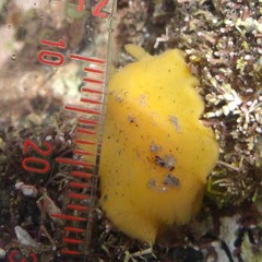 Doriopsis granulosa