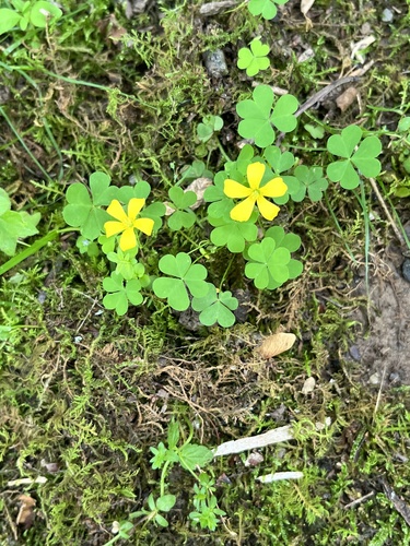 Oxalis colorea, photograph 3