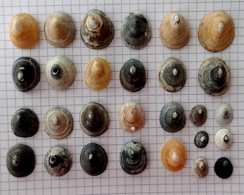 Blue-rayed Limpet