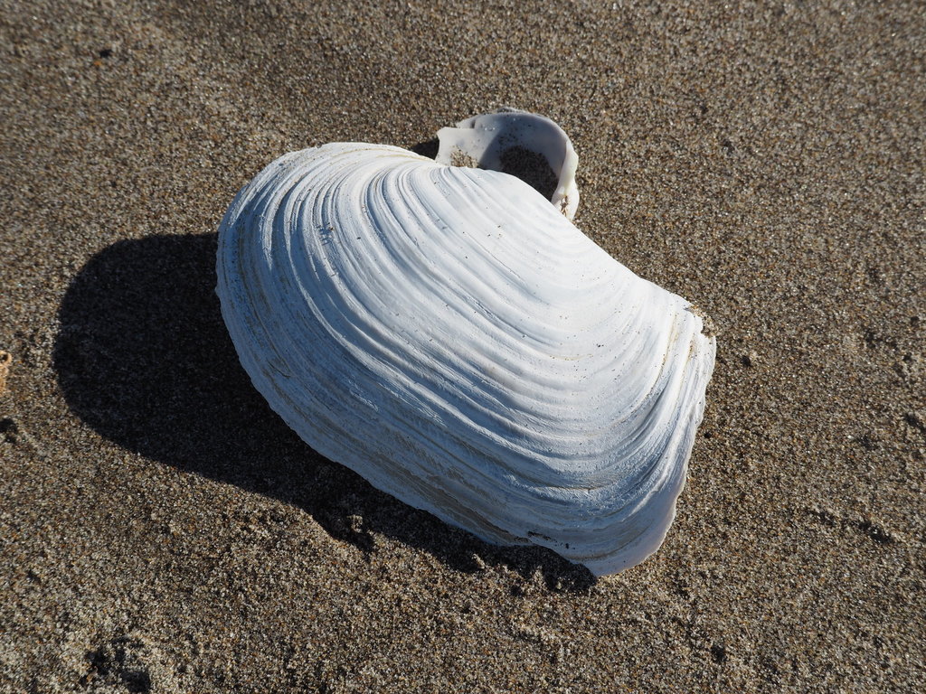 Almeja generosa (Panopea generosa) · iNaturalist Ecuador