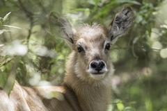 Kobus ellipsiprymnus