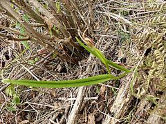Pterostylis graminea