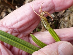Pterostylis graminea
