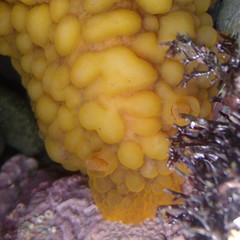 Doris wellingtonensis