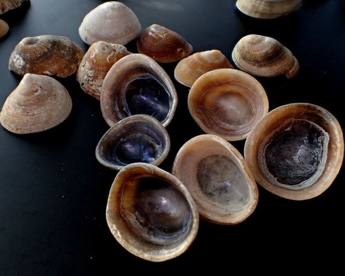 Blue-rayed Limpet