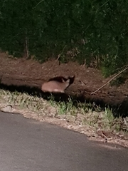 Caracal caracal caracal