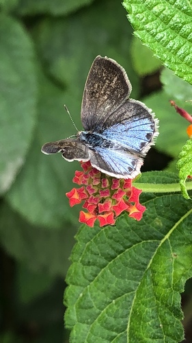 Lantana Scrub-Hairstreak