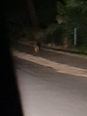Caracal caracal caracal