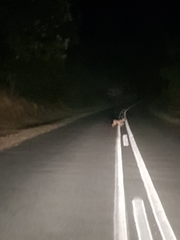 Caracal caracal caracal