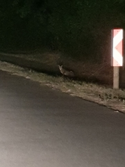 Caracal caracal caracal