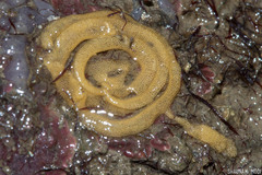 Doriopsilla miniata