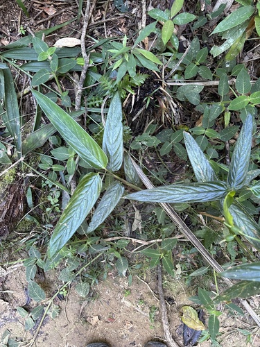 Maranta divaricata (Maranta divaricata)