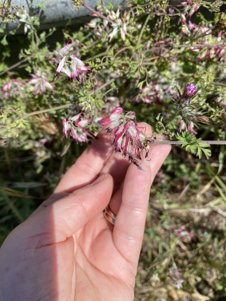 white rampingfumitory from Seaforth Ct, Pacifica, CA, US on May 13